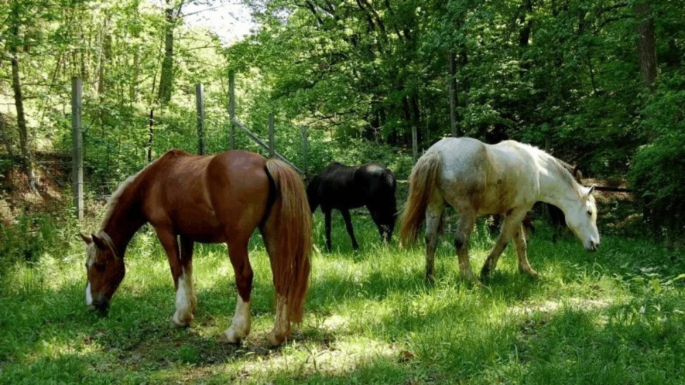 This Tennessee Farm Lets You Feed Deer, Ride Horses, and Meet Exotic Animals