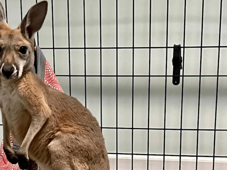 This Tennessee Farm Lets You Meet Sloths, Capybaras, and Kangaroos Up Close