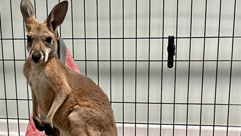 This Tennessee Farm Lets You Meet Sloths, Capybaras, and Kangaroos Up Close