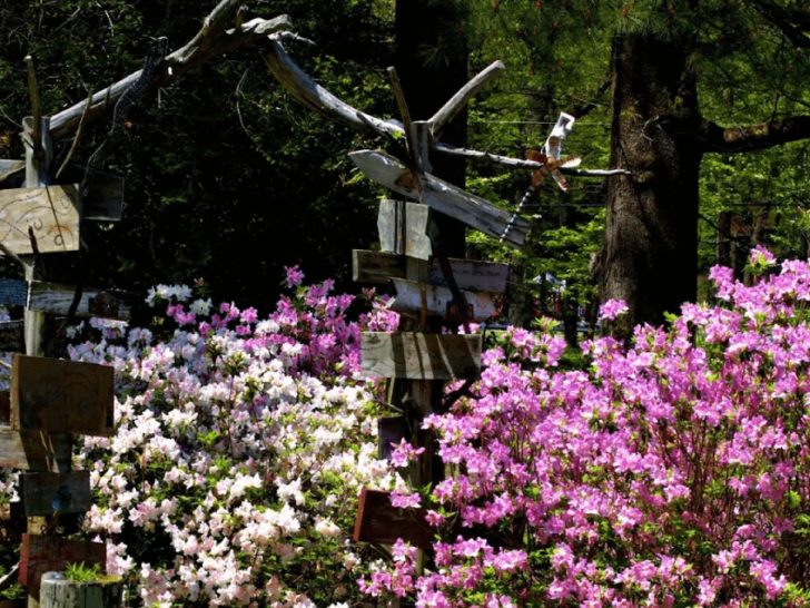 This Tennessee Garden Is Bursting With Azaleas—and It’s Pure Spring Perfection