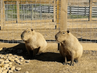 This Tennessee Hidden Gem Gives You a Chance to Feed and Pet Capybaras