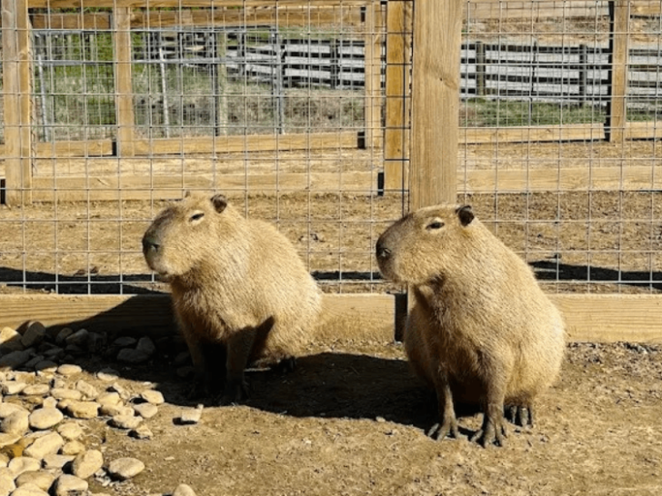 This Tennessee Hidden Gem Gives You a Chance to Feed and Pet Capybaras