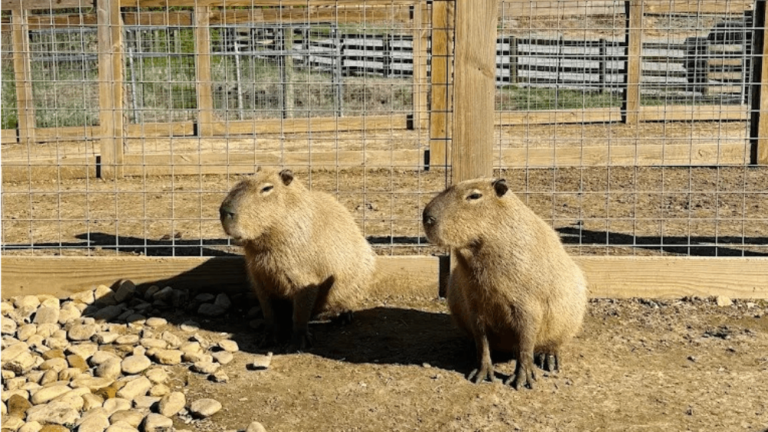 This Tennessee Hidden Gem Gives You a Chance to Feed and Pet Capybaras