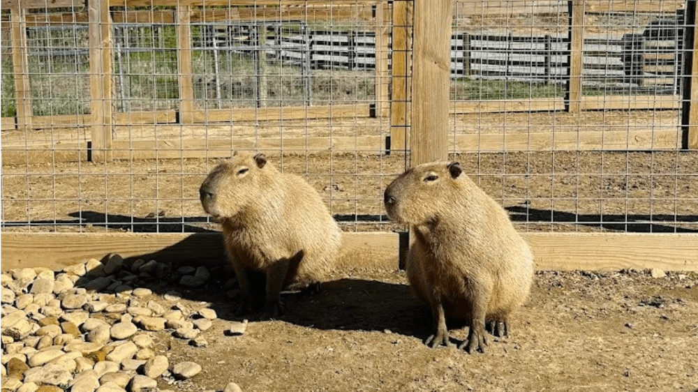 This Tennessee Hidden Gem Gives You a Chance to Feed and Pet Capybaras