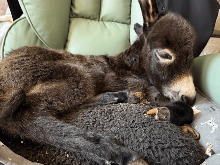 This Tennessee Hidden Gem Is Home to the Largest Miniature Donkey Farm in the USA