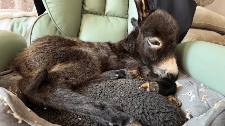 This Tennessee Hidden Gem Is Home to the Largest Miniature Donkey Farm in the USA