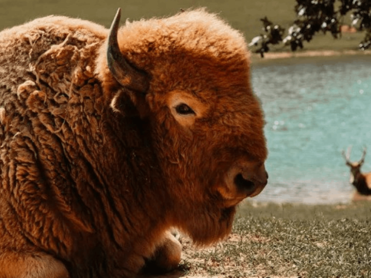 This Tennessee Safari Hides Zebras, Otters, Lemurs, and More in One Wild Experience