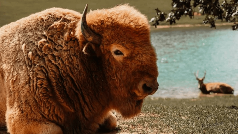 This Tennessee Safari Hides Zebras, Otters, Lemurs, and More in One Wild Experience