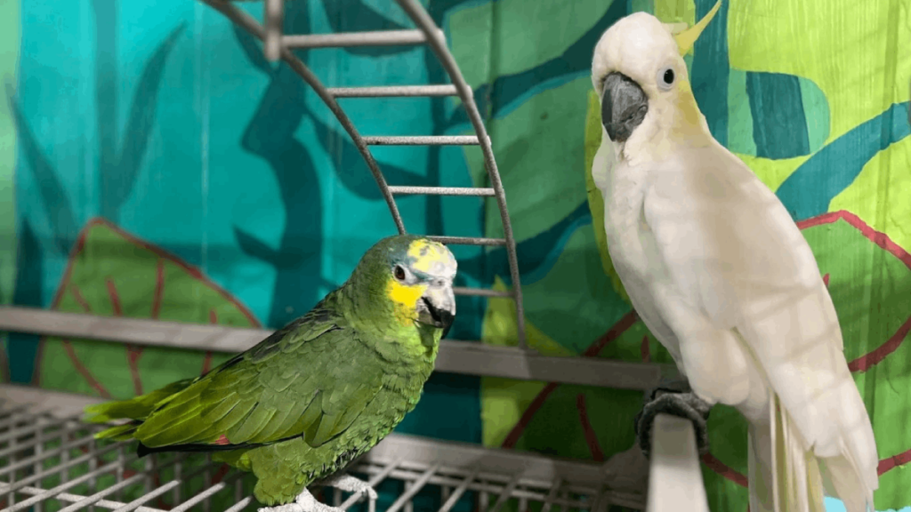 This Tennessee Sanctuary Is Devoted to Protecting Parrots Living in Captivity