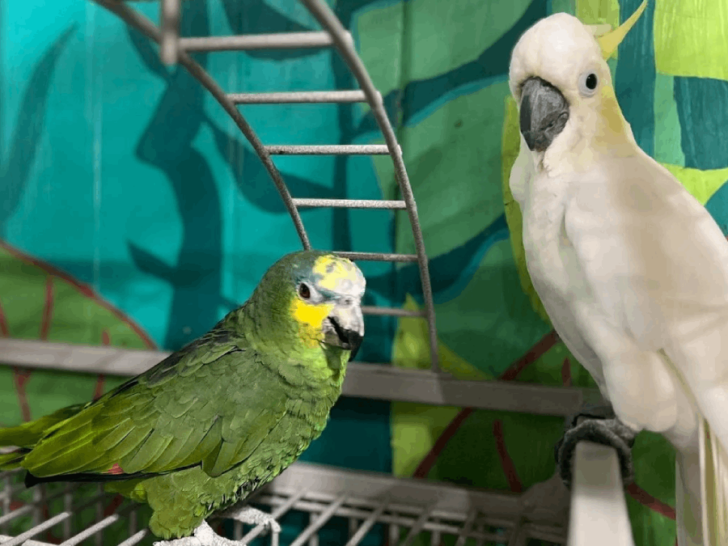 This Tennessee Sanctuary Is Devoted to Protecting Parrots Living in Captivity