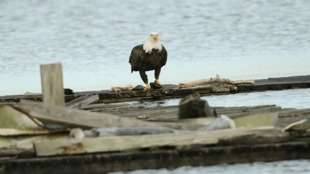This Tennessee State Park Is One of the Best Eagle-Watching Destinations in the Southeast