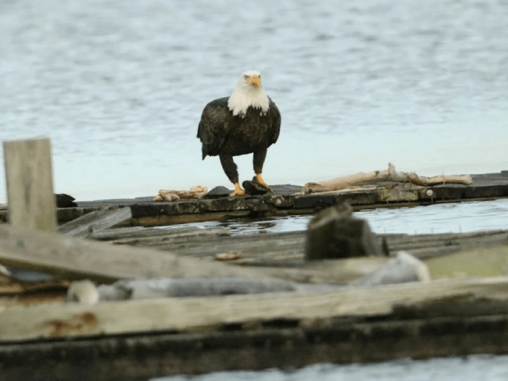 This Tennessee State Park Is One of the Best Eagle-Watching Destinations in the Southeast