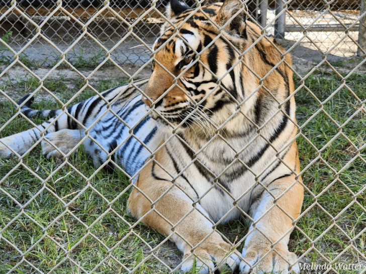 Tucked Away in Tennessee, This Exotic Animal Rescue Has Zebras, Camels, and a Petting Zoo