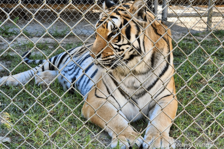 Tucked Away in Tennessee, This Exotic Animal Rescue Has Zebras, Camels, and a Petting Zoo