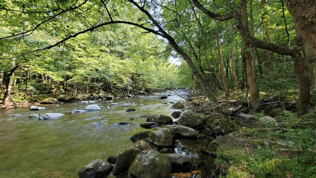 Tucked Inside Tennessee's Smokies Is a Shady Picnic Retreat With Rapids and Swimming Spots