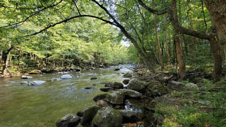 Tucked Inside Tennessee’s Smokies Is a Shady Picnic Retreat With Rapids and Swimming Spots