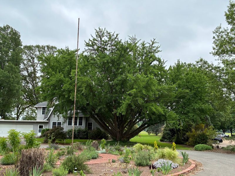 UT Gardens — Jackson