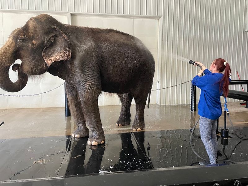 Elephant Bathing Encounter