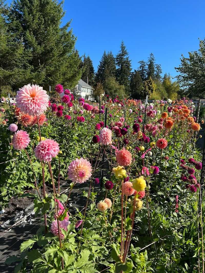 Idlewild Blooms (Stanwood)