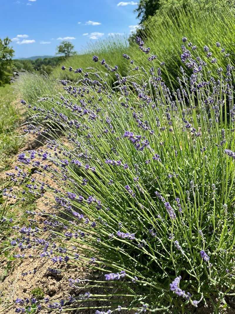 What Makes This Lavender Farm So Special