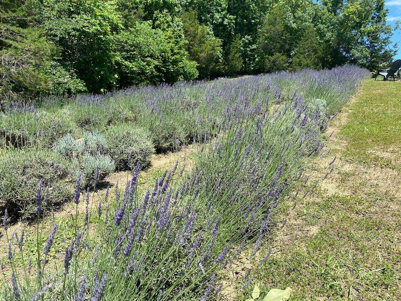 Where the Purple Fields Steal the Show