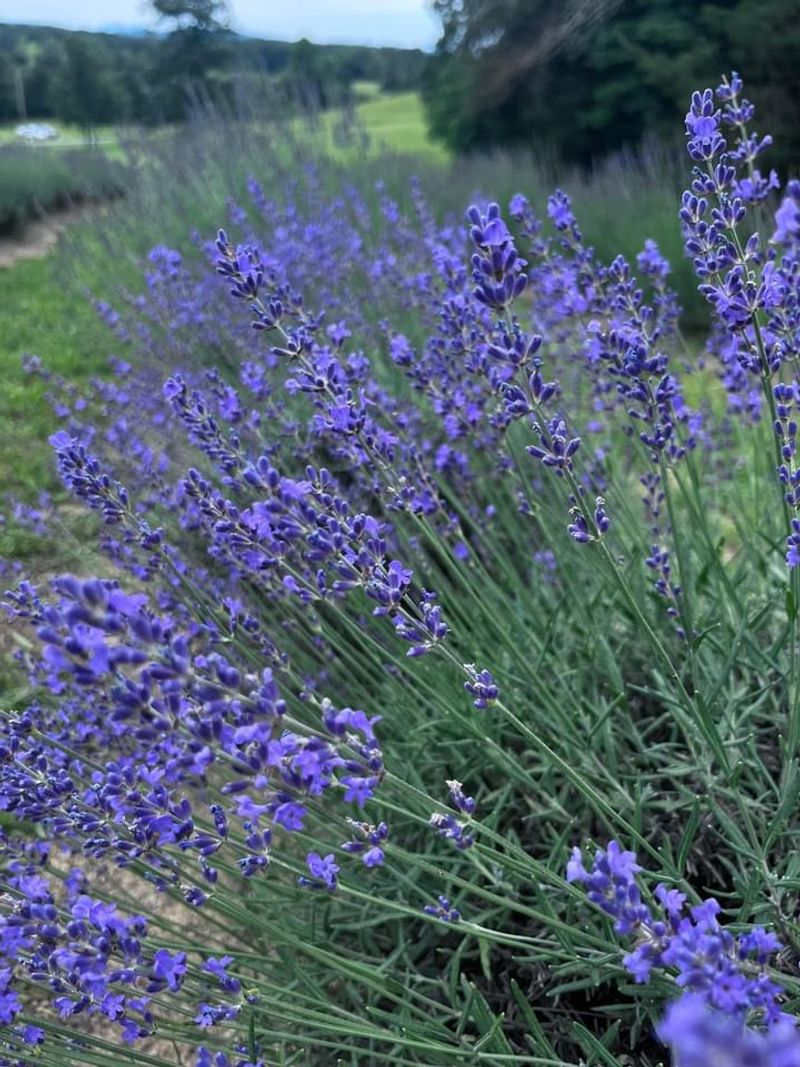 Why This Tennessee Farm Belongs on Your Day Trip List