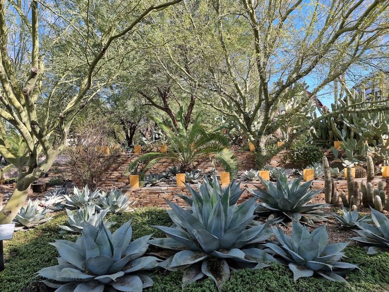 Desert Botanical Garden (Phoenix, Arizona)