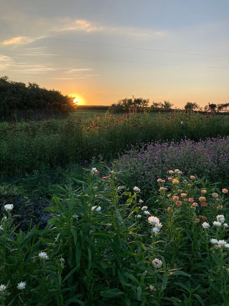 Stone School Farms (Trivoli)