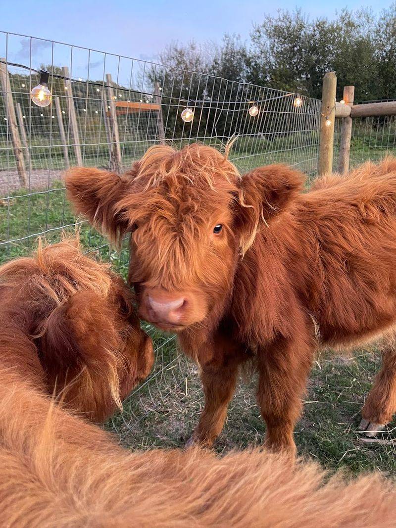 Highland Cow Snuggle Experience