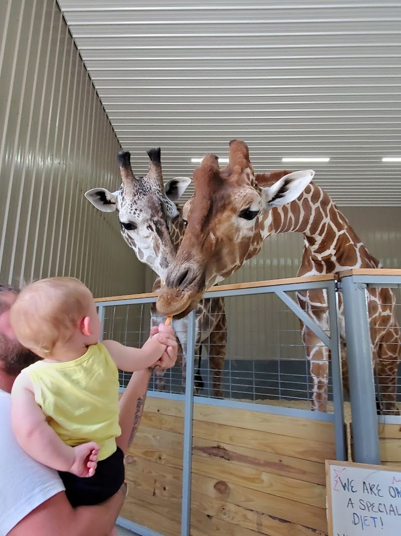 Giraffe Feeding Platform