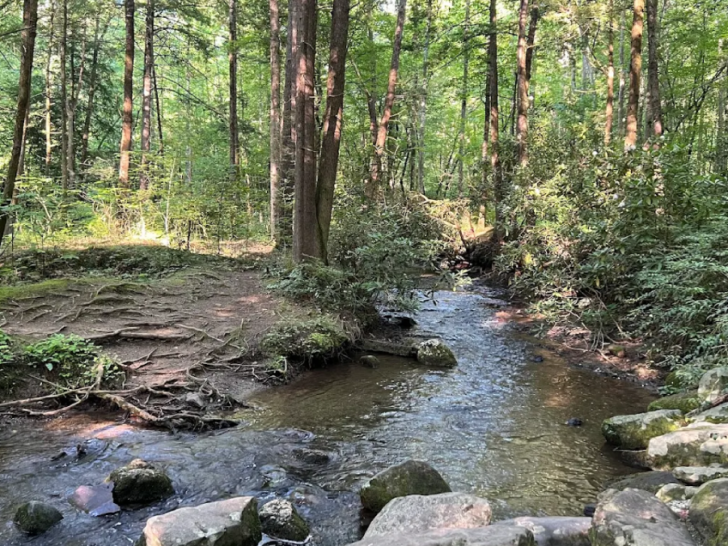 You'll Want To Save These 12 Easy Tennessee Trails Under 5 Miles