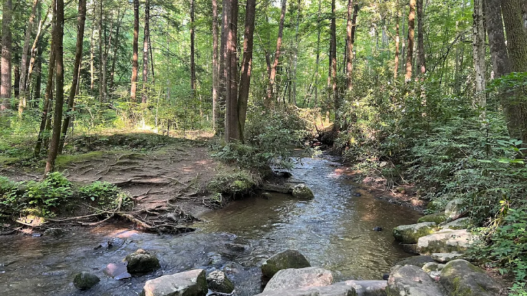 You’ll Want To Save These 12 Easy Tennessee Trails Under 5 Miles