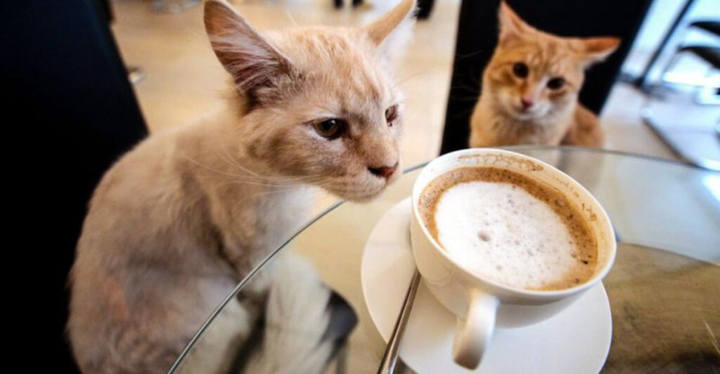 A Cat-Themed Coffee Lounge in Illinois Where You Can Sip Drinks and Snuggle Rescue Cats All Day