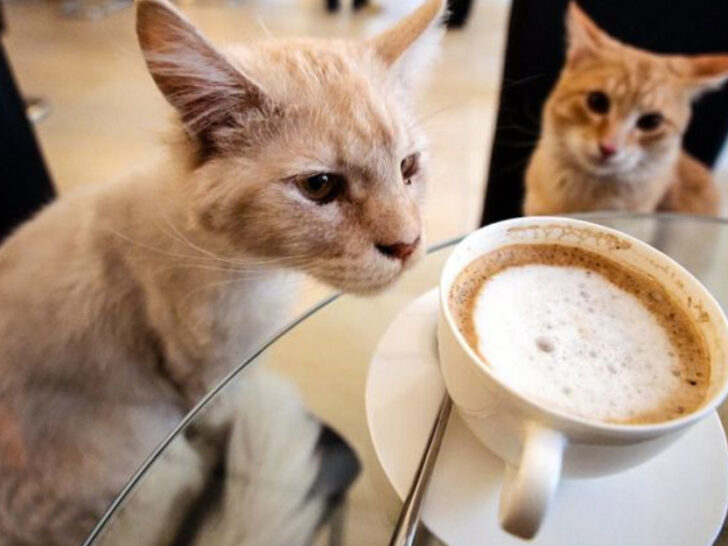 A Cat-Themed Coffee Lounge in Illinois Where You Can Sip Drinks and Snuggle Rescue Cats All Day