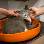 A New York Café Where Rescue Cats Roam Freely While You Sip Your Coffee