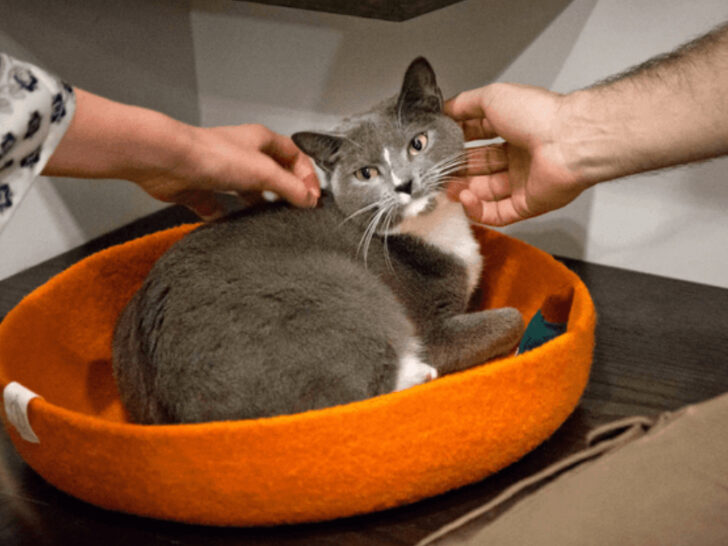 A New York Caf&eacute; Where Rescue Cats Roam Freely While You Sip Your Coffee