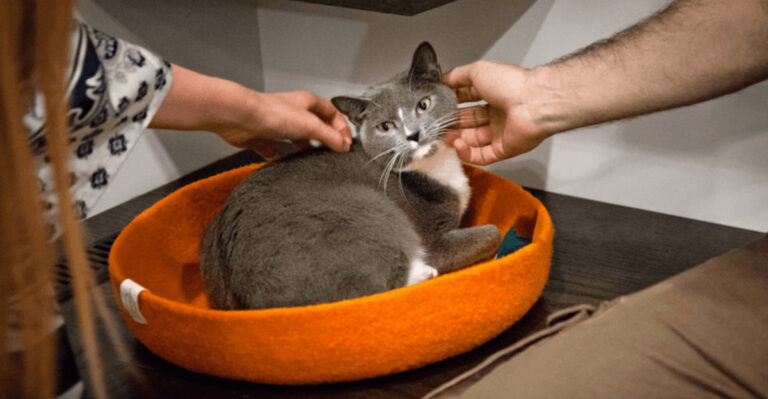 A New York Café Where Rescue Cats Roam Freely While You Sip Your Coffee