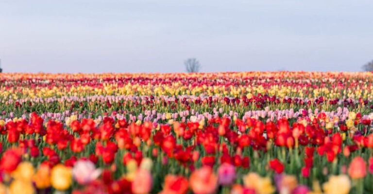 A Pennsylvania Family Farm in the Peaceful Mountains Blooms with Half a Million Tulips Each Spring