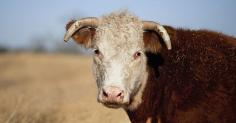 A Texas Hill Country Ranch Where Longhorns Still Roam the Rolling Hills