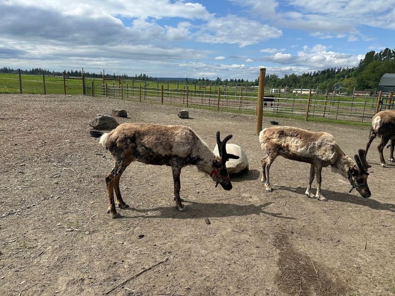 Reindeer, Yaks, Alpacas, And Donkeys