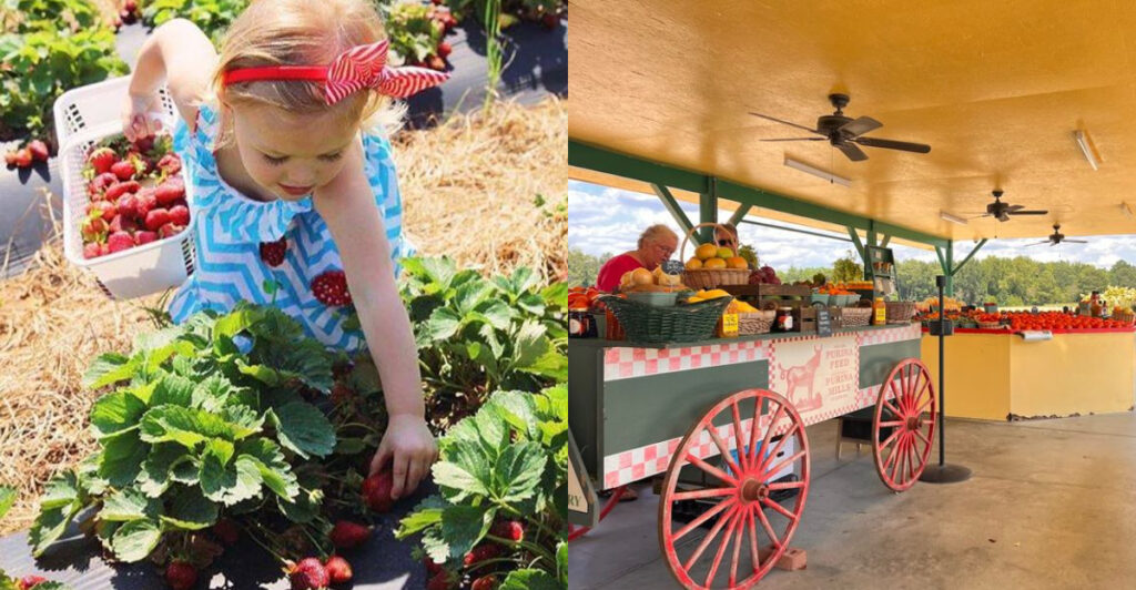 Beyond Apples, These 14 North Carolina Farms Offer Sweet Seasonal Picks