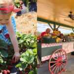 Beyond Apples, These 14 North Carolina Farms Offer Sweet Seasonal Picks