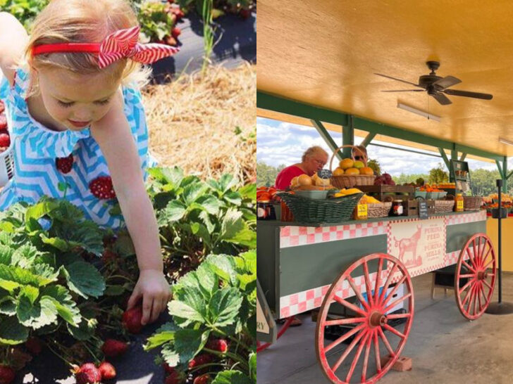 Beyond Apples, These 14 North Carolina Farms Offer Sweet Seasonal Picks