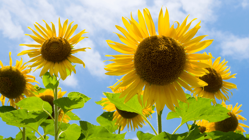 Rutledge Family Farm (Olympia)