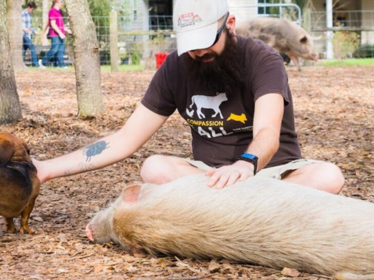 Cuddle Rescued Pigs and Cows at This Secluded North Florida Farm Sanctuary That Also Offers Glamping