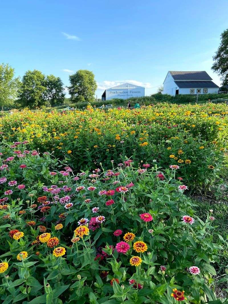 Proclamation Flowers Flower Farm (Wilmington)