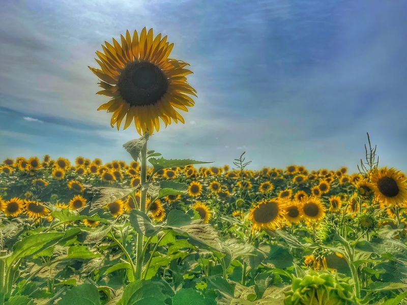 Eckert&rsquo;s Belleville Country Farm (Belleville)