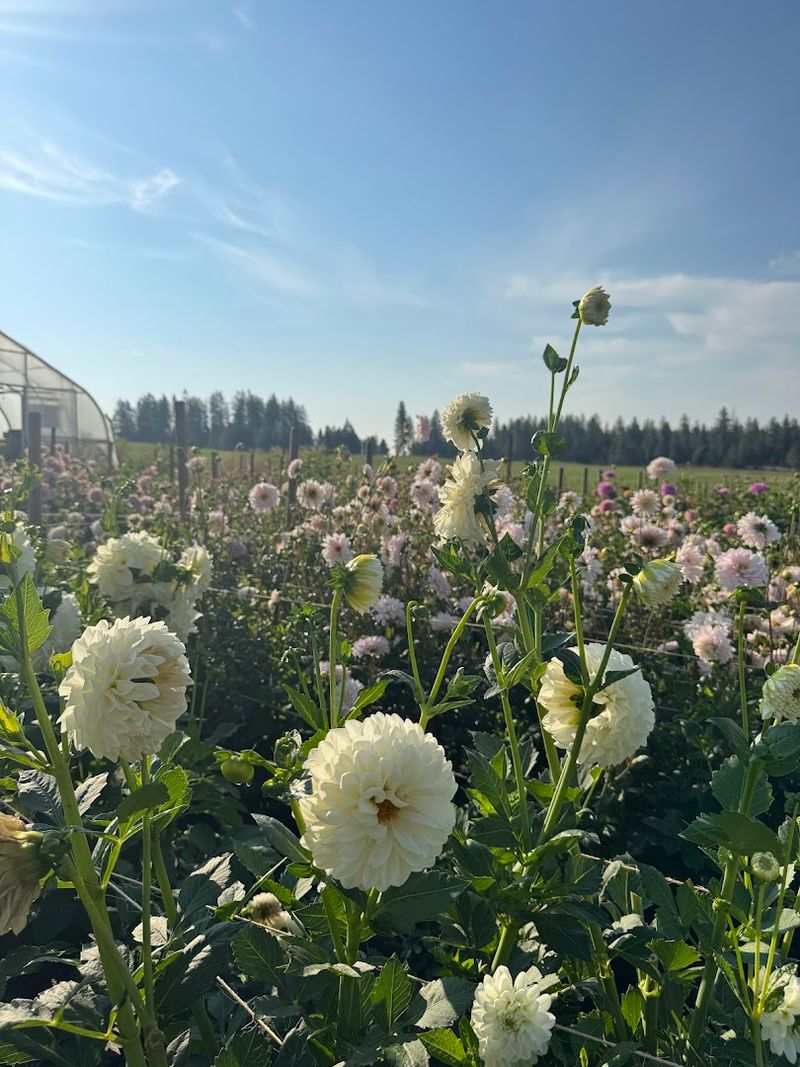 Half Moon Blooms Flower Farm (Colbert)