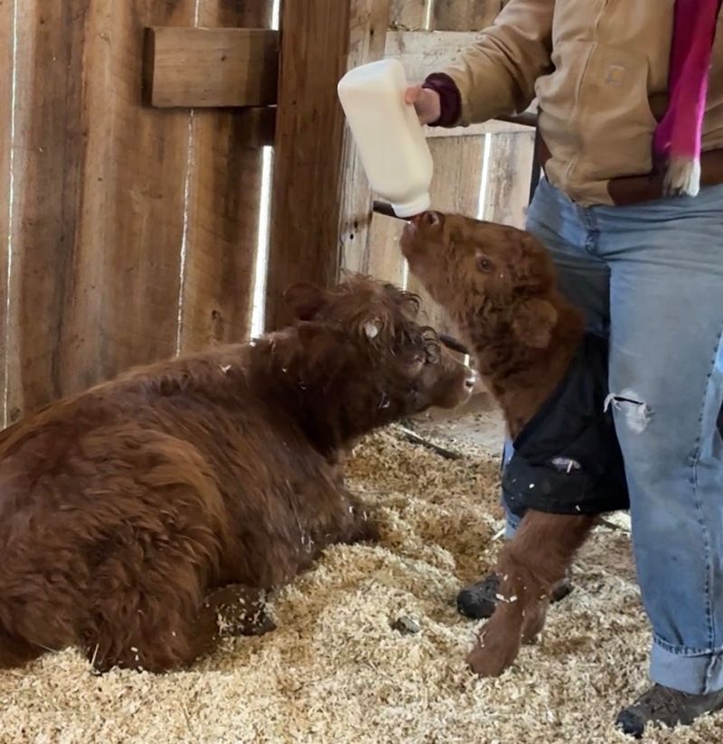 Interactive Farm Experience