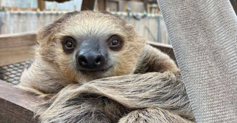 Explore Tennessee’s Safari Park And Get Close To Stunning Animals